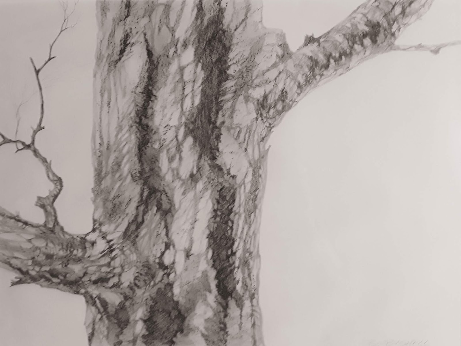 Bosbyshell Art Studio: Most Recent Ancient Tree Drawing