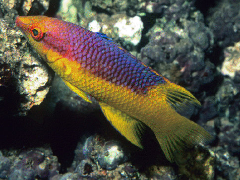 Fish Index Spanish Hogfish Bodianus rufus 