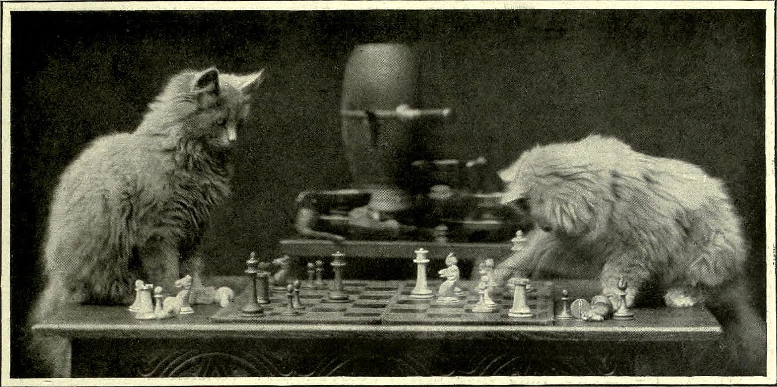 http://1.bp.blogspot.com/-JPPayfQQVQ0/UDjLbMryy_I/AAAAAAAAadU/y2elXlLH854/s1600/Cat_chess_2.jpg
