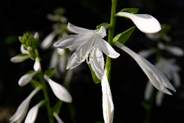 Hostas