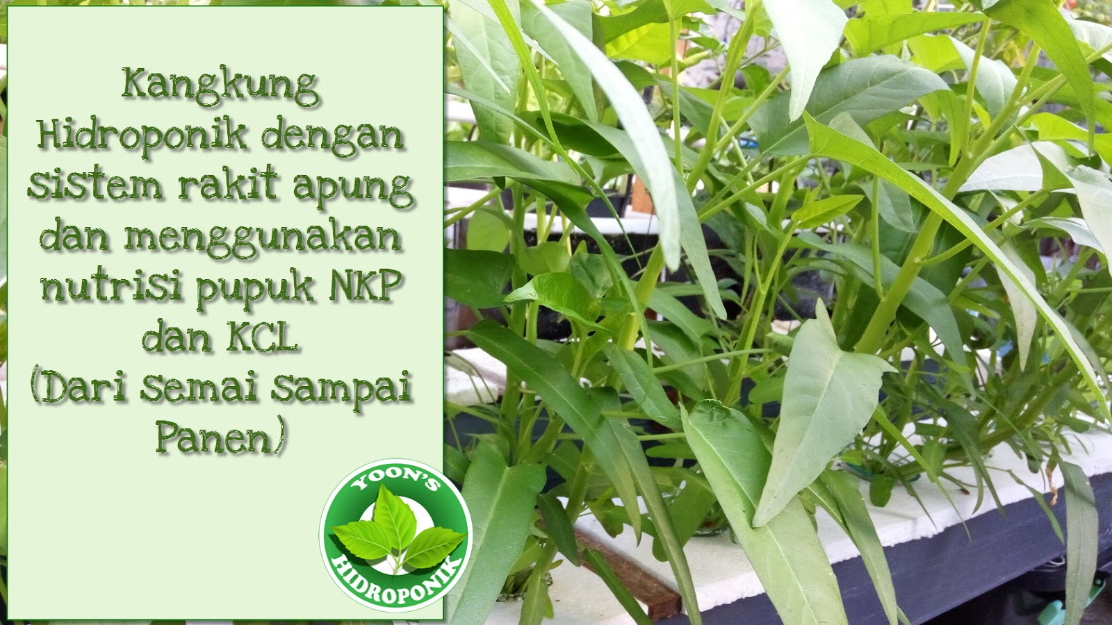 Kangkung Hidroponik Sistem Rakit Apung Dengan Pupuk Npk