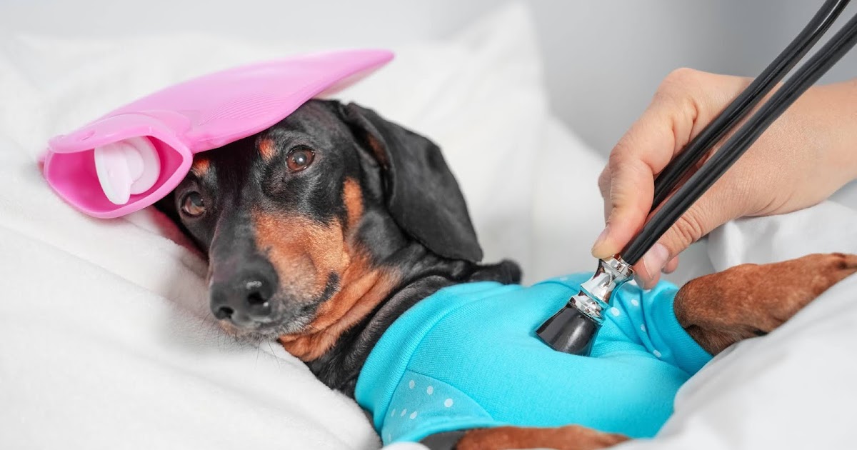 Health and Care of Dachshunds