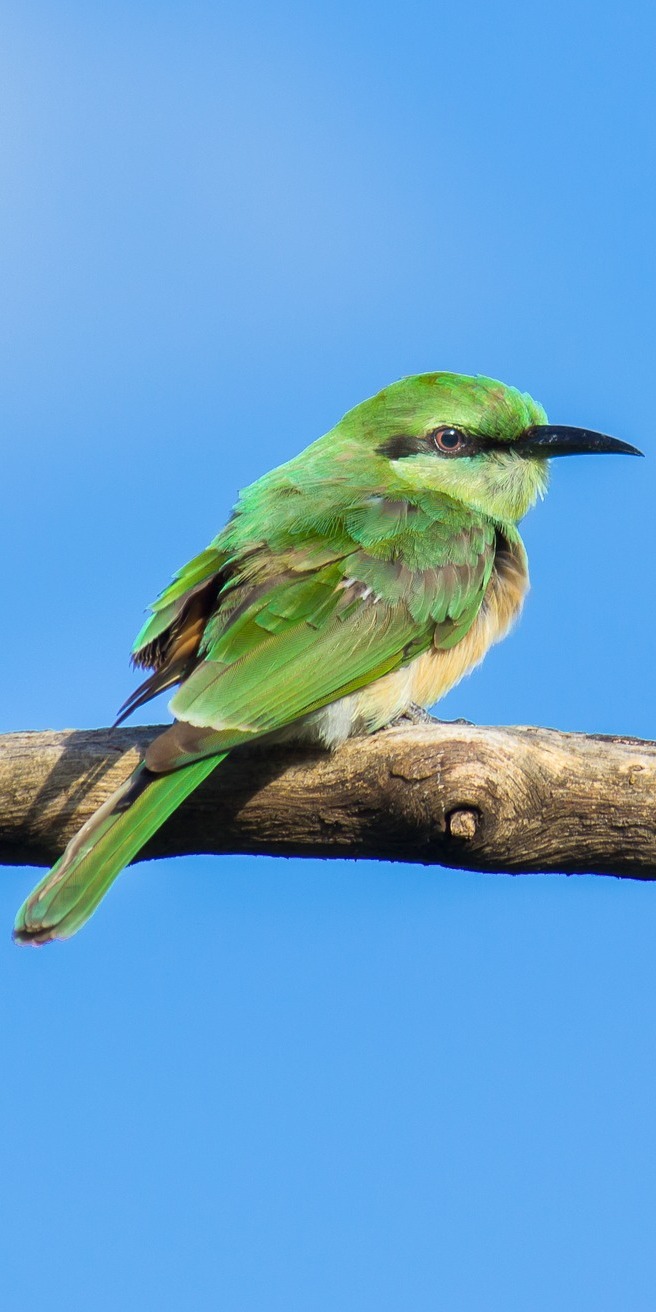 A beautiful green bee-eater.