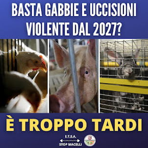 ELIMINARE GABBIE E TRITURAZIONE DEI PULCINI MASCHI DAL 2027?  E' TROPPO TARDI.