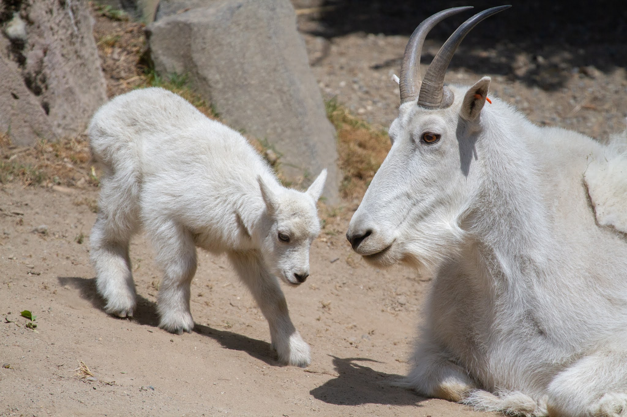 It's a girl! New mountain goat kid hits the trail!