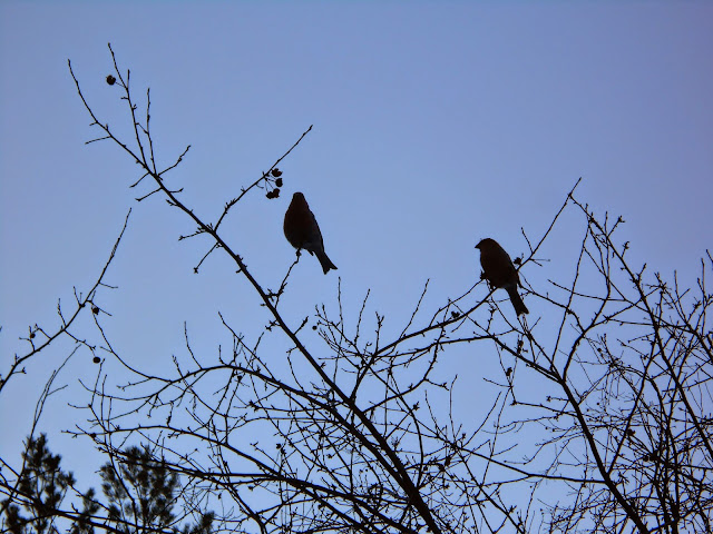 Птички на ветках 