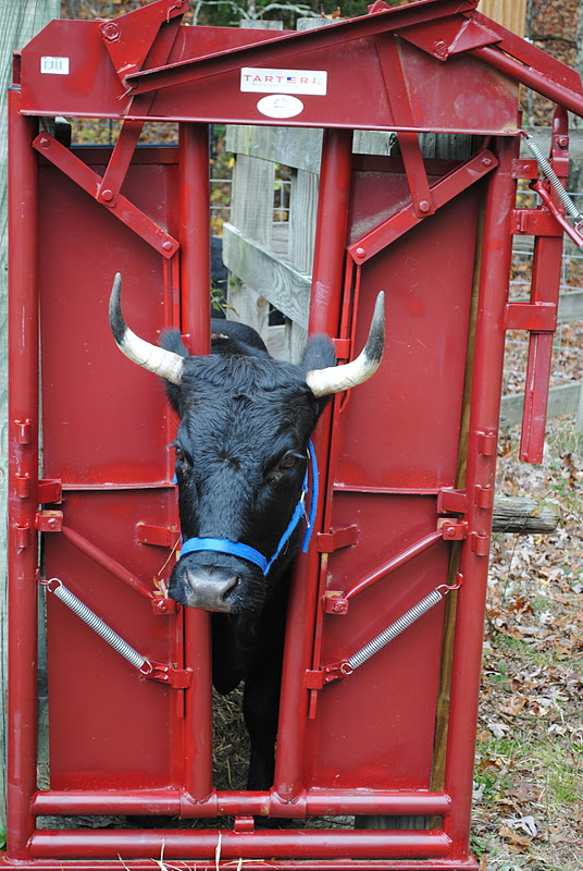 Used Cattle Head Gate