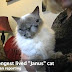 THIRTEEN-YEAR-OLD TWO-FACED CAT IS WORLD'S OLDEST
