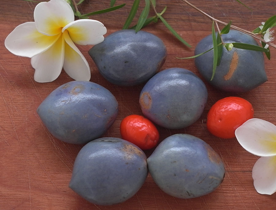 edible culture Atherton Oak Nuts