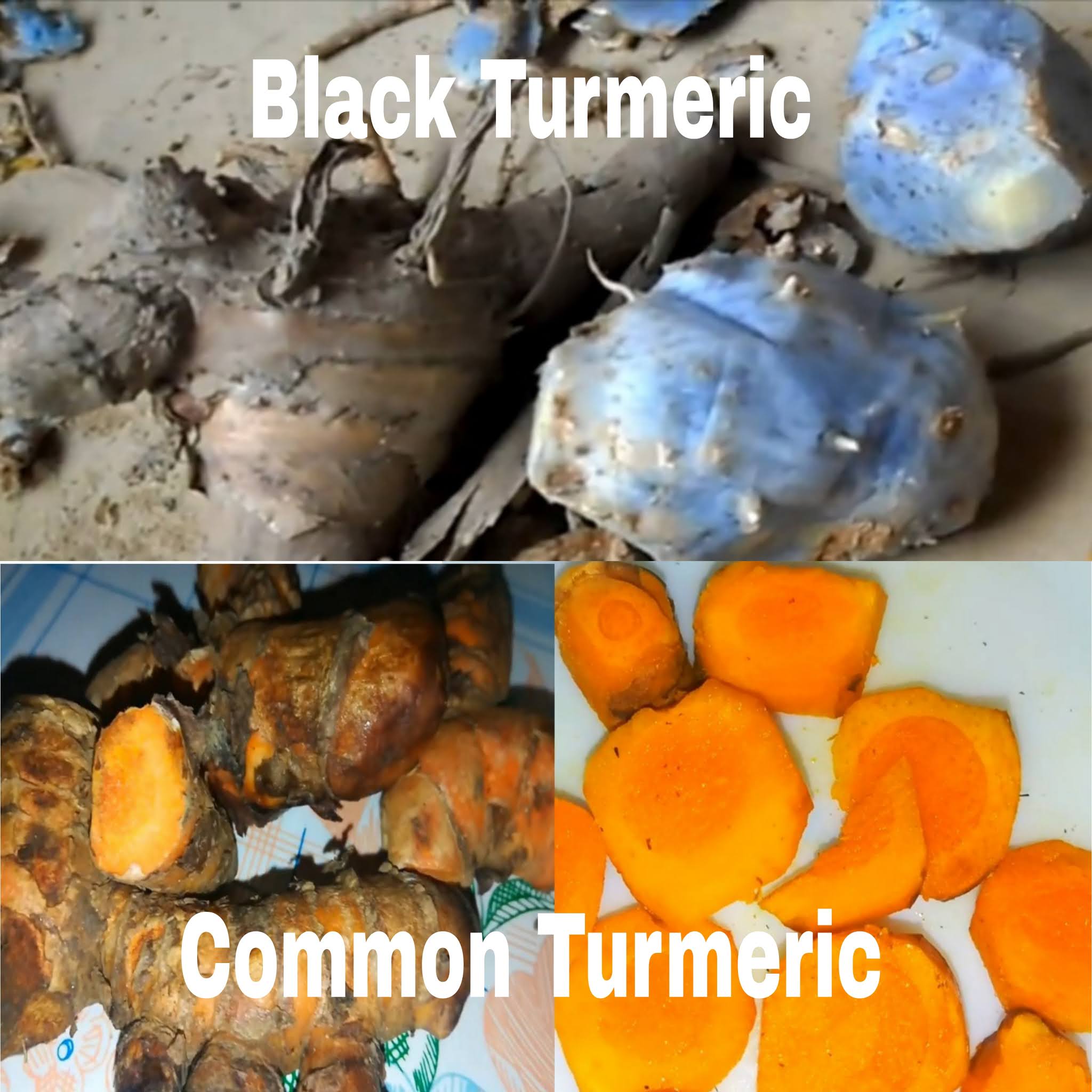 Interesting Facts about Black Turmeric.