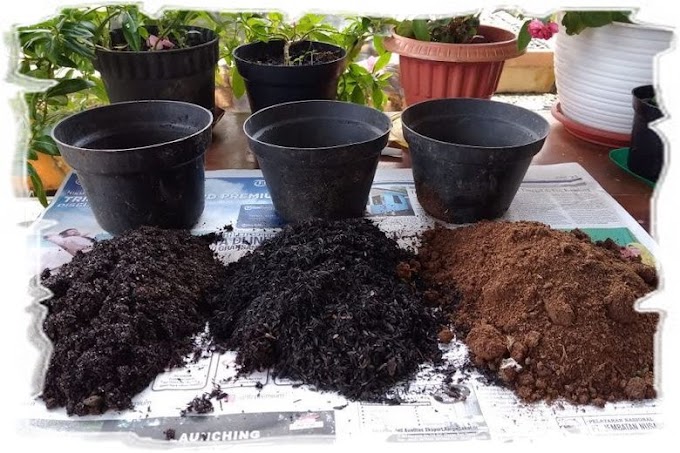 Membuat Media Tanam Organik dalam Polybag dan Pot - Jagad Tani