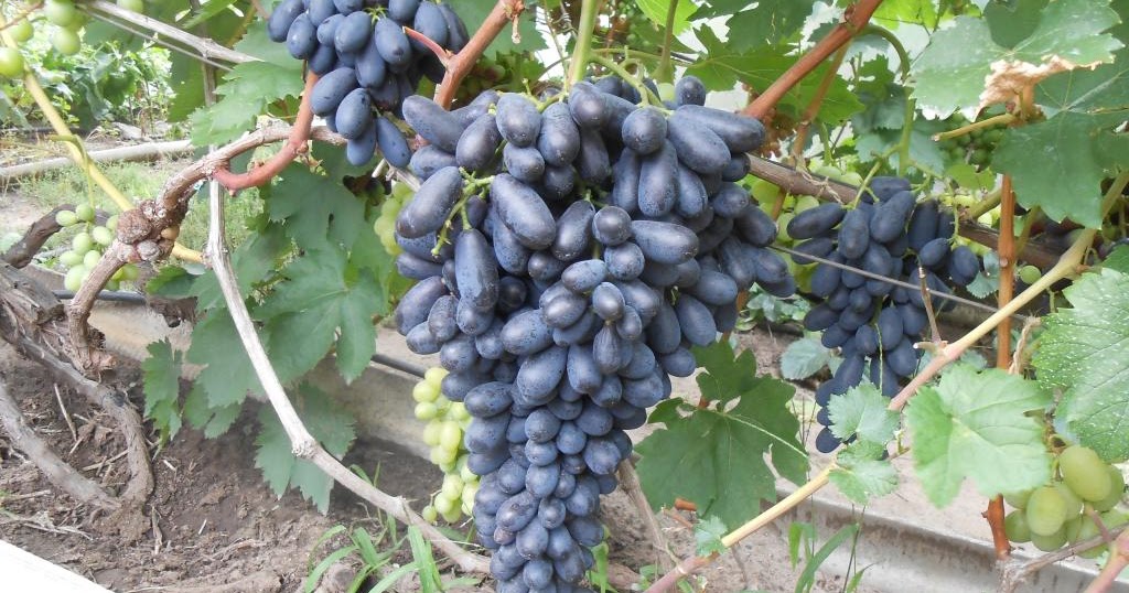 сорт винограда яся