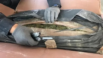 Asegura Ejército Mexicano 15 toneladas de marihuana en Opodepe, Sonora