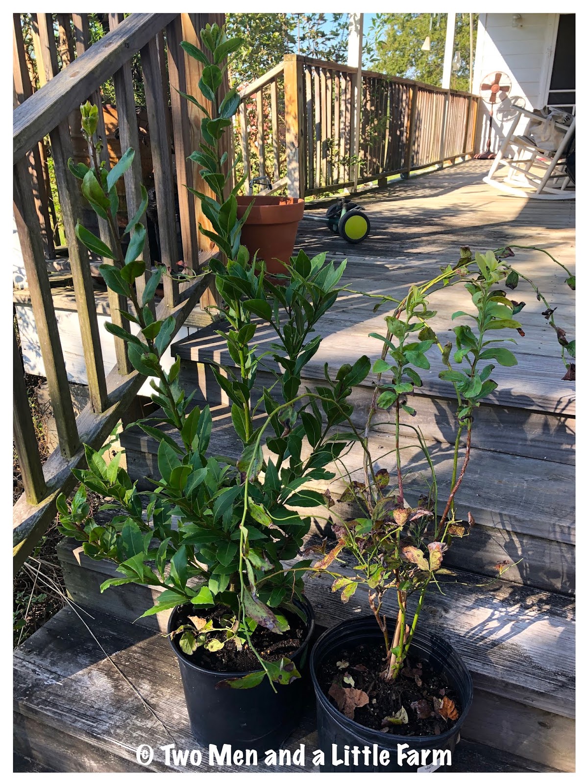 Two Men and a Little Farm FRUIT TREES AND BARGAINS WEEKEND UPDATE