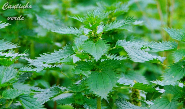 Como fazer chorume de urtiga 