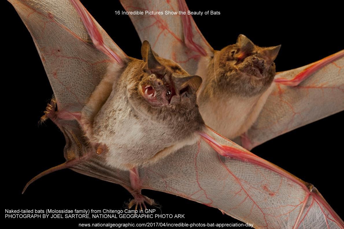 16 Incredible Pictures Show the Beauty of Bats