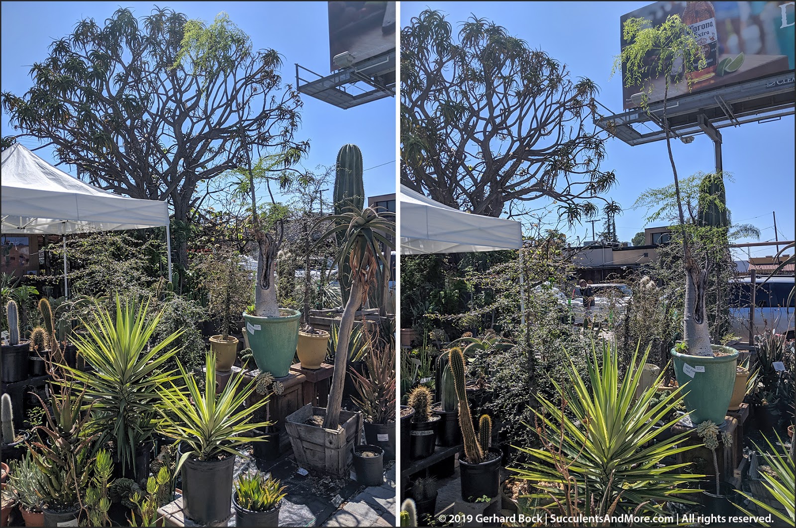 California Cactus Center in Pasadena