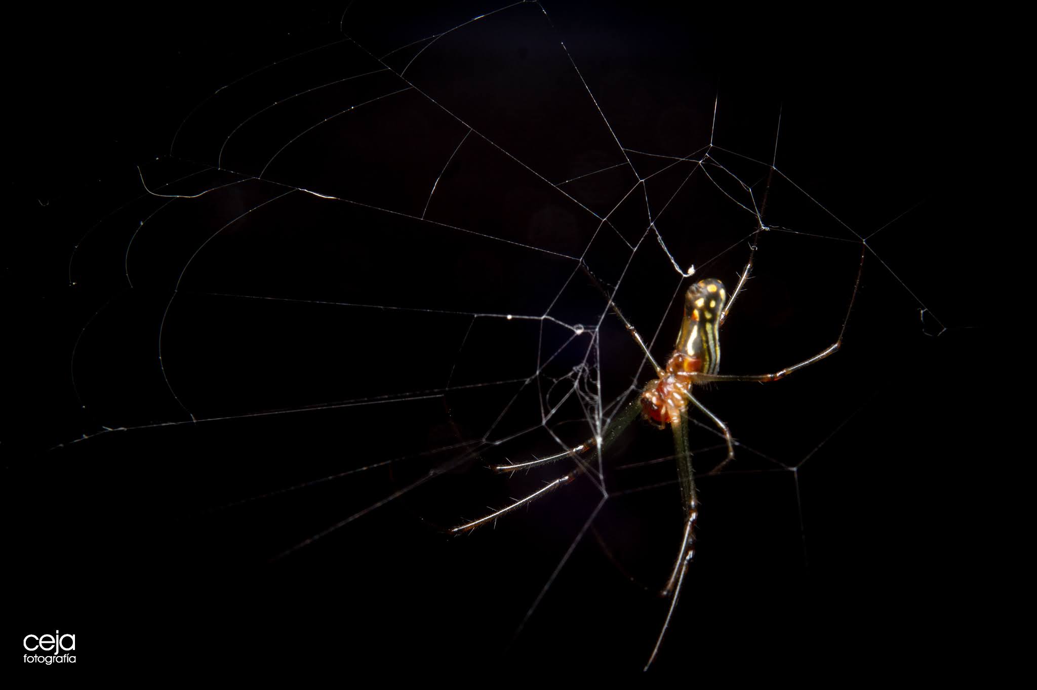 CEJA | Fotografía: Araña de Jardin - Common Garden Spiders (Tetragnathidae)