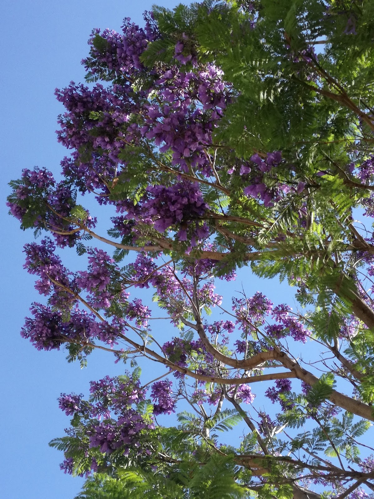 El cuexcomate: Jacaranda, árbol que nos regala un hanami