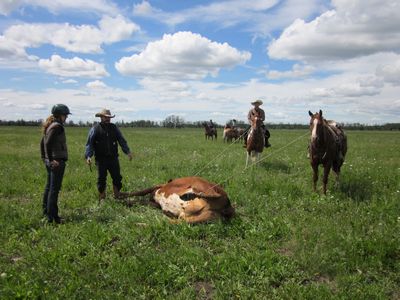 Predator Friendly Ranching : Ranch roping and pasture doctoring