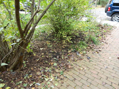Toronto Paul Jung Gardening Services The Annex Front Garden Fall Cleanup before Toronto Paul Jung Gardening Services The Annex Front Garden Fall Cleanup before