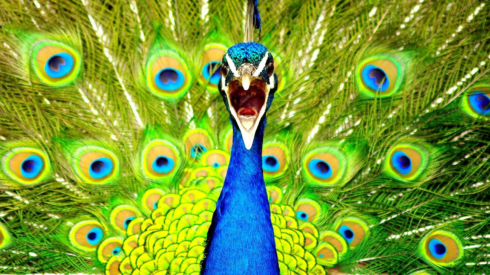 Are Peacocks Endangered Danger Choices