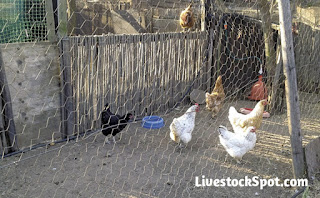 How To Keep Poultry Birds Strong And Healthy