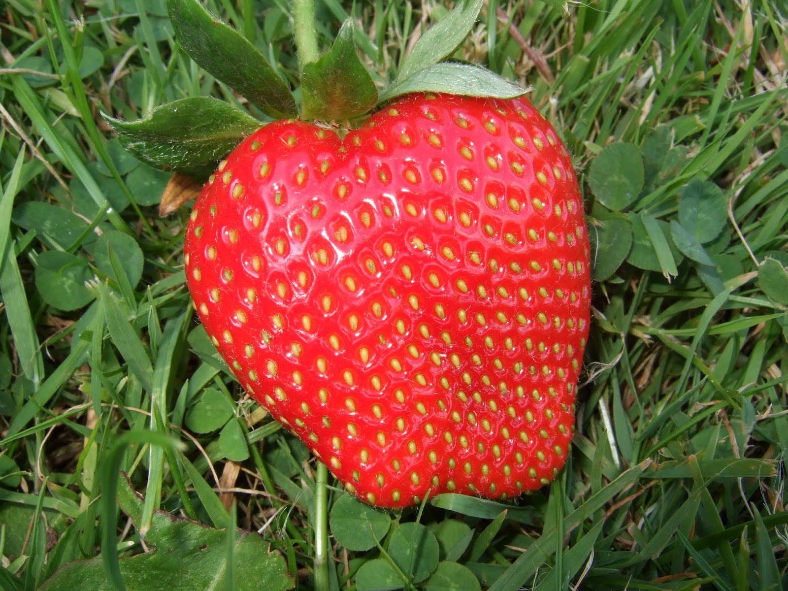 Linden Grove My Giant Strawberry