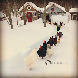 chicken chickens coop winter cold weather heat whether backyard chick coops surviving water keeping keep pet there warm down chicks