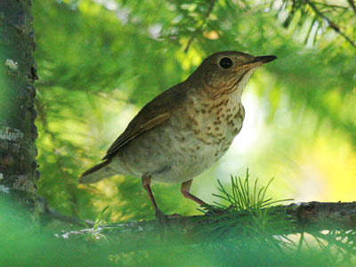 Photo of Swainson's Thrush on branch