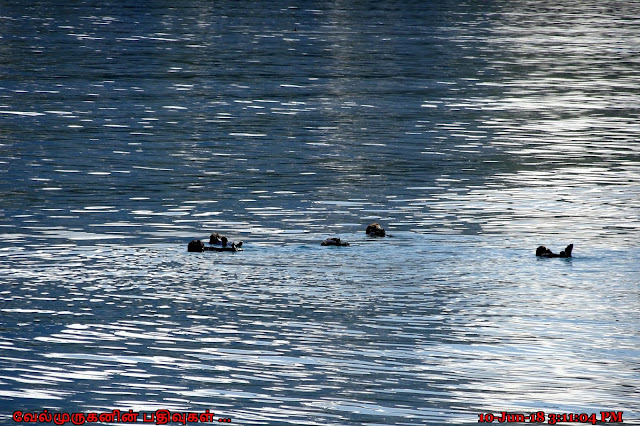 Prince William Sound Tour wildlife