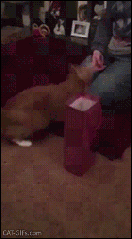 Funny Cat GIF • Acrobat cat tries to catch his toy in a narrow bag but fails miserably, haha Funny Cat GIF • Acrobat cat tries to catch his toy in a narrow bag but fails miserably, haha