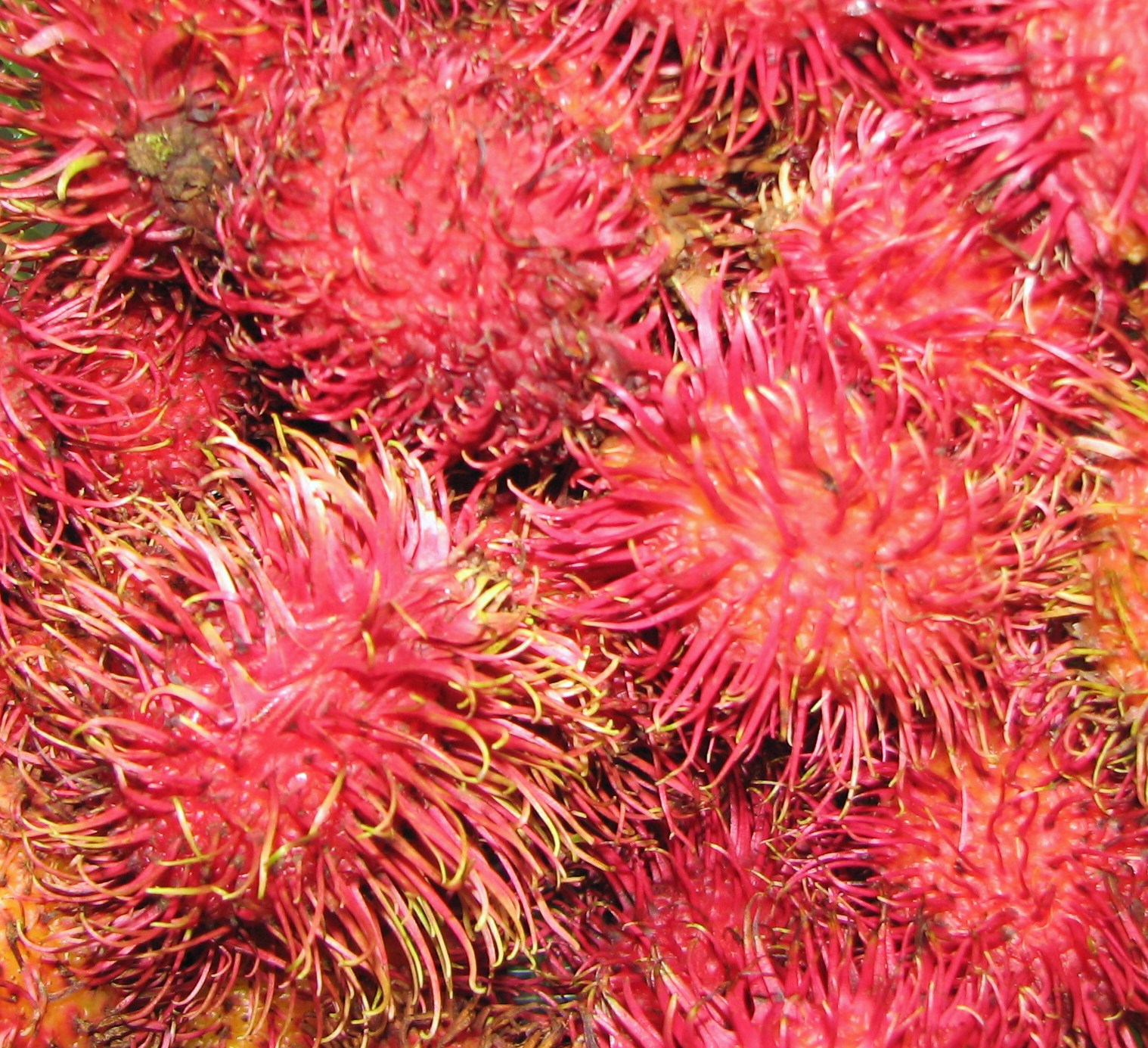 Laguna Ginger Lily: Rambutan!