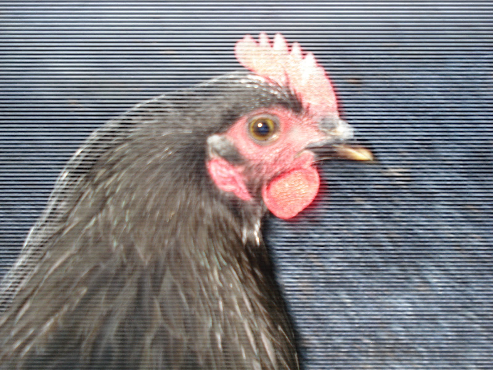 In the Hollow: Chicken Mating