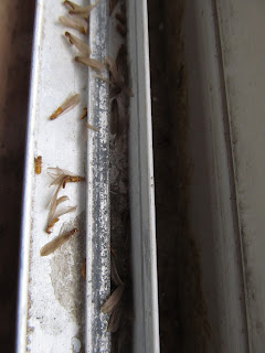 termites arizona termite subterranean wood native expert structures