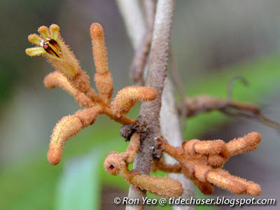 Rusty-leaf Mistletoe (Scurrula ferruginea)