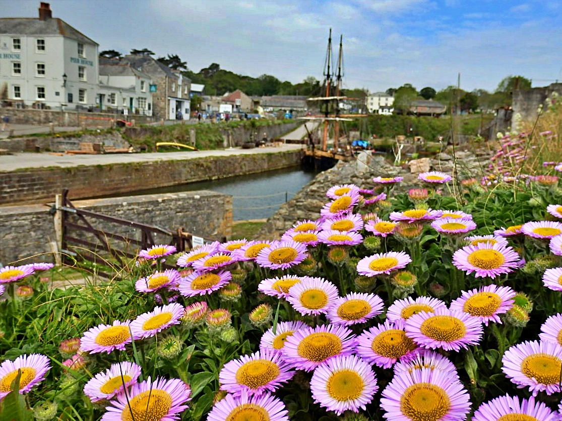 Mike's Cornwall May Flowers In Cornwall