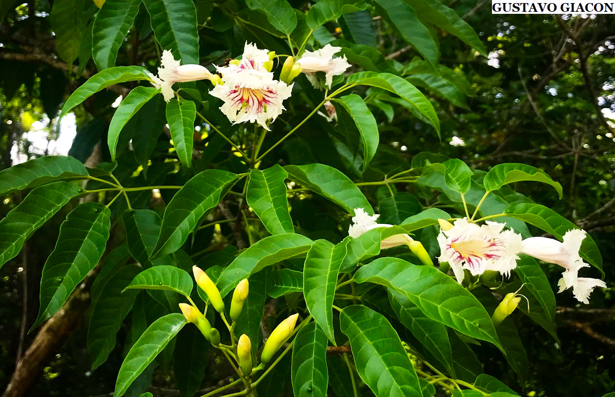 Viveiro Ciprest - Plantas Nativas e Exóticas: Caroba Branca ou Ipê Branco  Rajado ( Sparattosperma leucanthum )