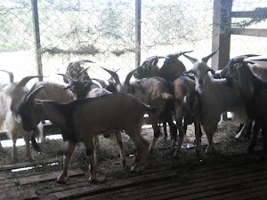 KAMBING AQIQAH