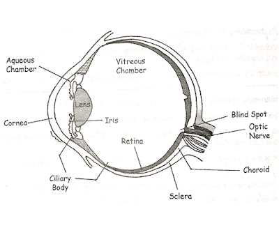 human-eye,eyes.eye,structure
