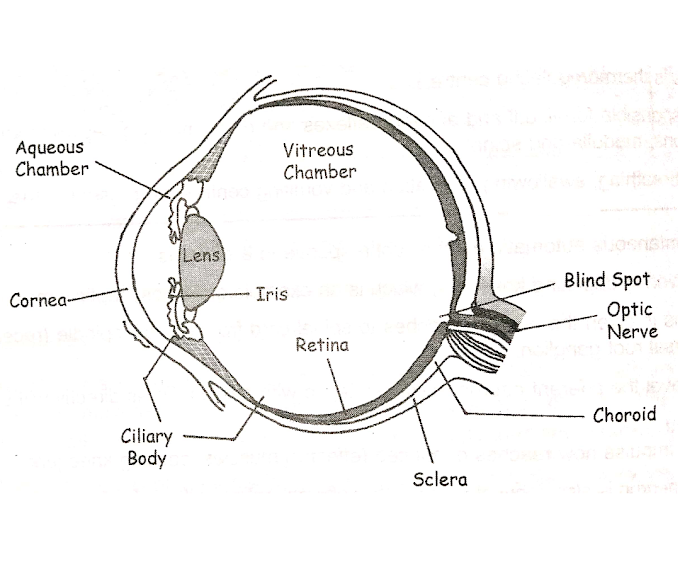 Human eyes - Best About Eyes