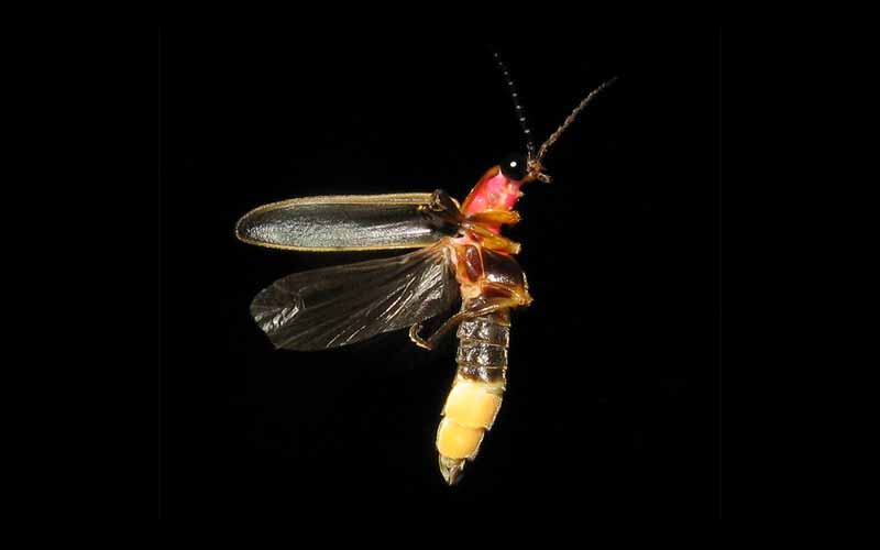 14 Contoh Hewan Yang Mengalami Metamorfosis Sempurna Holometabola