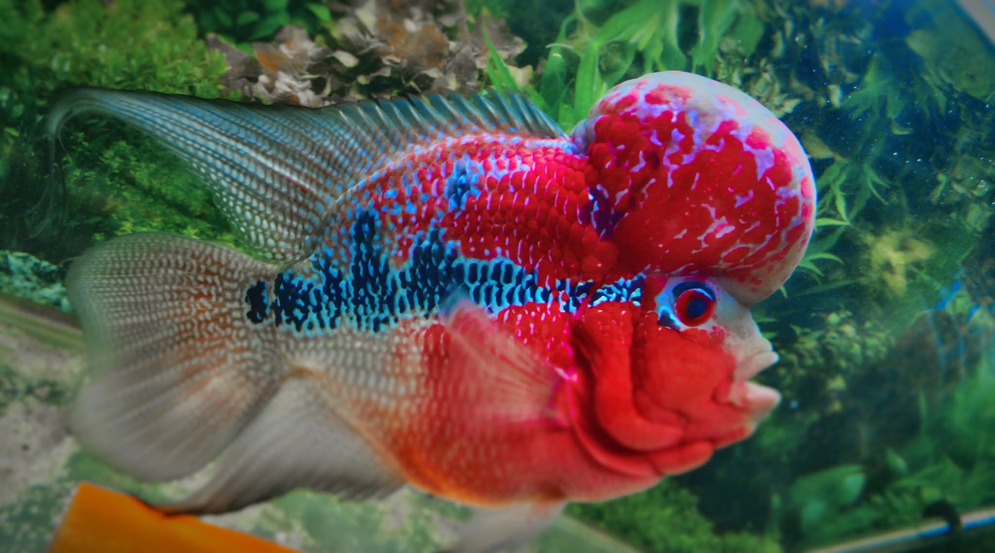 Flower Horn Fish Diseases and Several Treatments to Cure Them fish