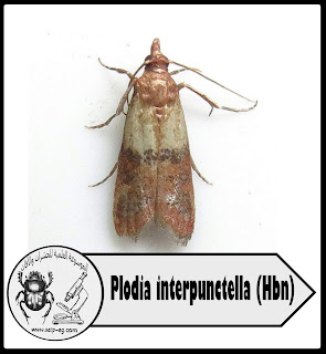 فراشة جريش الذرة الهندية Plodia interpunctella (Hbn)