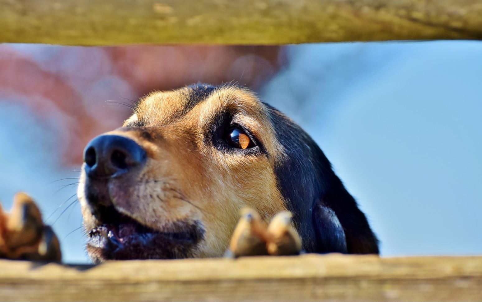 Holistic Approaches to Dog Reactivity Australian Dog Lover