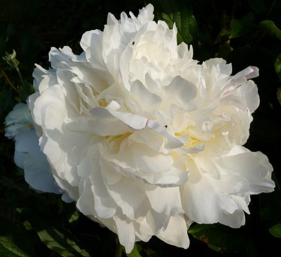 Conheça: Peônia flor delicada, perfumada e misteriosa! Peônia flor