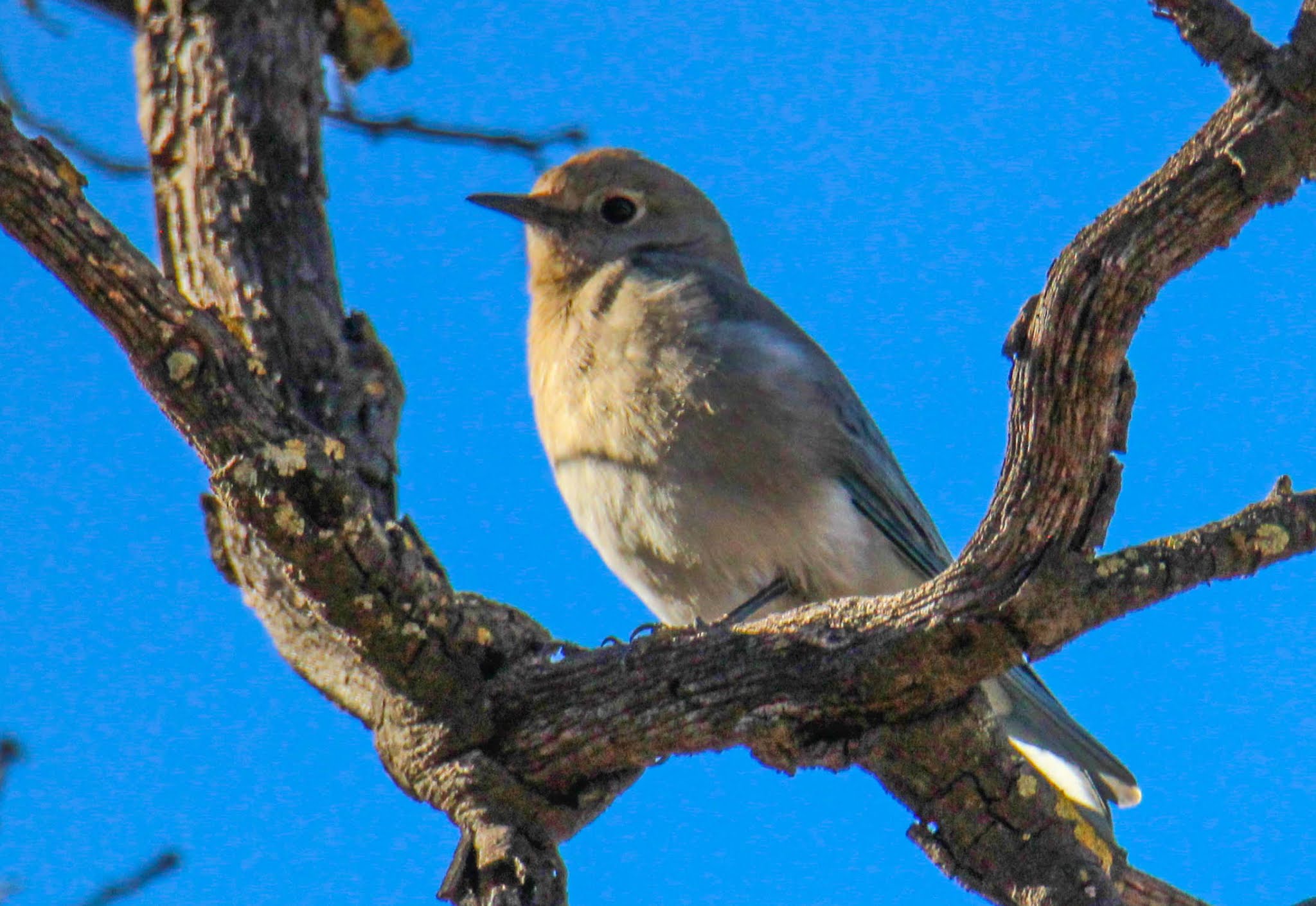 Cannundrums: Mountain Bluebird (Female)