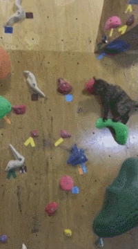 1.gif