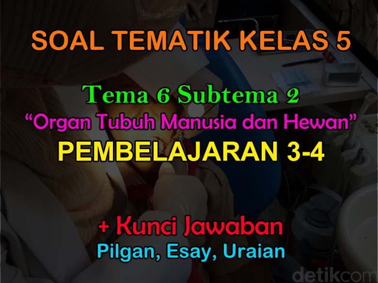 50 Soal Kelas 5 Tema 6 Subtema 2 Organ Tubuh Manusia Hewan Jawaban Muttaqin Id
