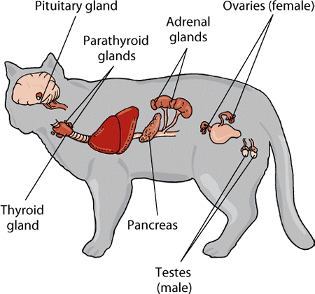 Endocrine system of animals, Hormones in animals - veterinary online
